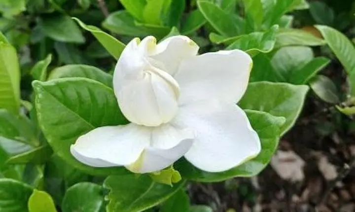 Artigo sete do dez mandamento da LGBTQIAPN+