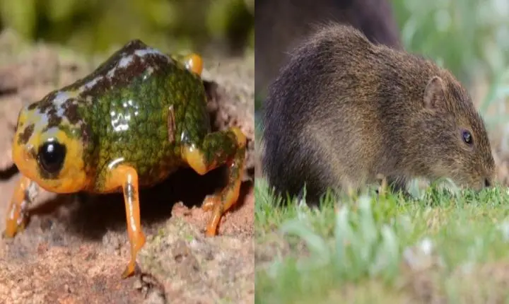 Biodiversidade insular: SC é refúgio do preá-de-moleques-do-sul e de nova descoberta na Serra do Tabuleiro