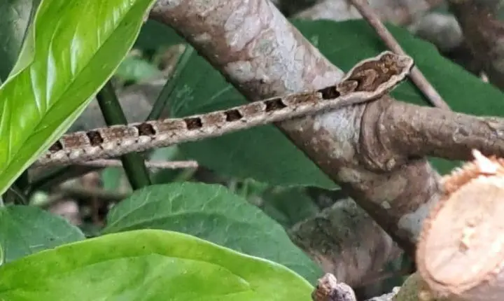 Bombeiros realizam resgate de serpente em residência no Sul da Ilha em Florianópolis