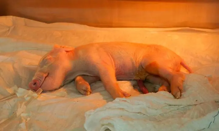 Brasil cria o primeiro porco clonado da América Latina com  o objetivo de fornecer órgãos para o SUS