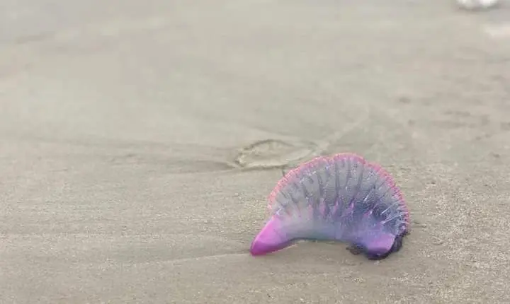 É verão, época das caravelas-portuguesas!