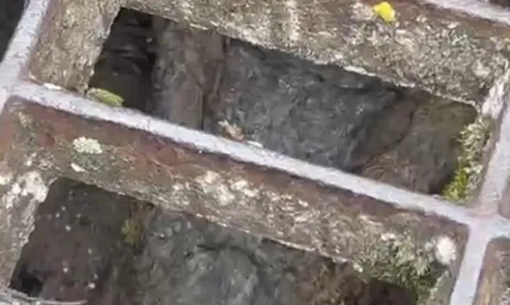 CBMSC captura jacaré no bairro Trindade, na capital.