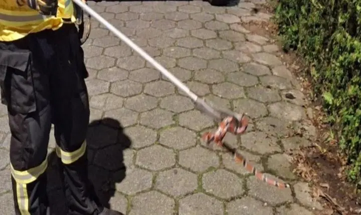 CBMSC captura serpente em área urbana, na Barra da Lagoa, Florianópolis