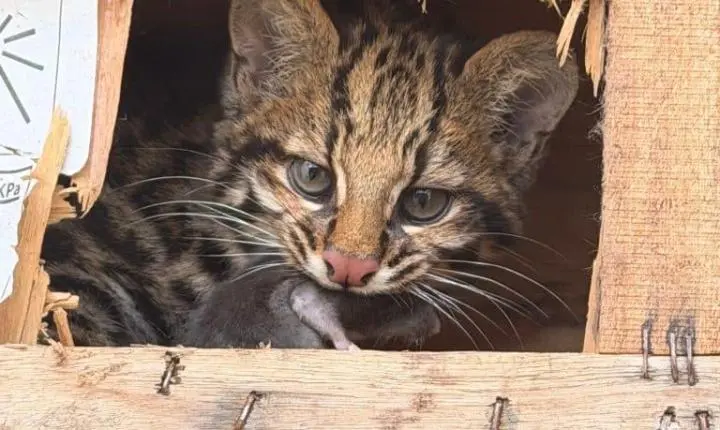 Centro de recuperação do Governo de SP devolve fêmea de gato-do-mato resgatada ainda filhote à natureza