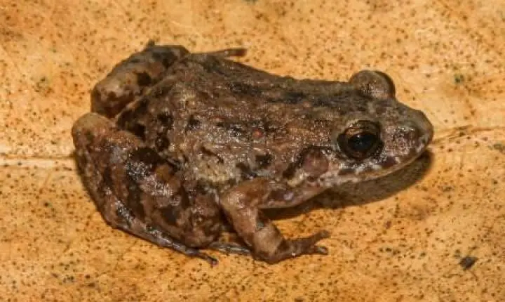Cientistas descobrem nova espécie de rã em florestas alagadas da Amazônia