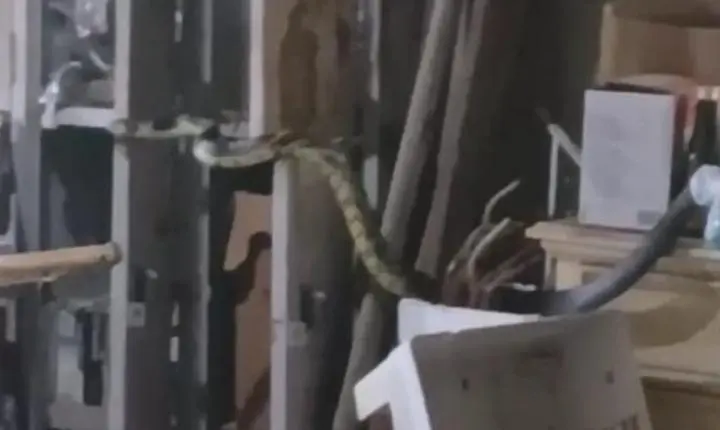 COBRA CANINANA  É CAPTURADA EM RESIDÊNCIA  NA REGIÃO NORTE DA ILHA EM FLORIANÓPOLIS 