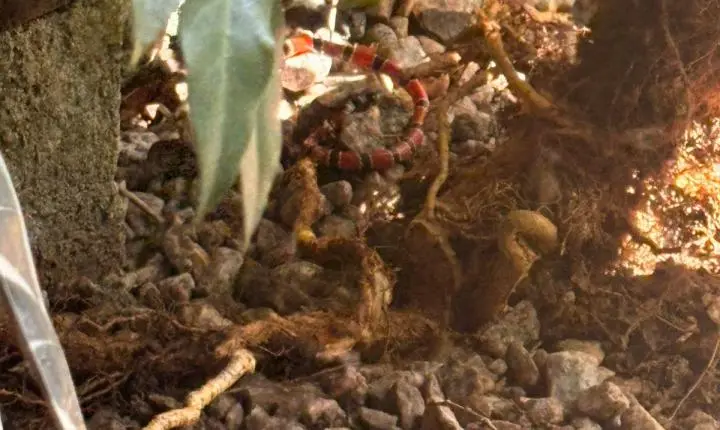 Cobra-coral é capturada em área residencial de São José na Grande Florianópolis 