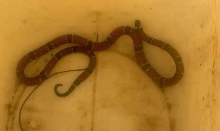 COBRA-CORAL É CAPTURADA EM CRECHE NO BAIRRO RIO TAVARES, NA CAPITAL CATARINENSE EM FLORIANÓPOLIS.