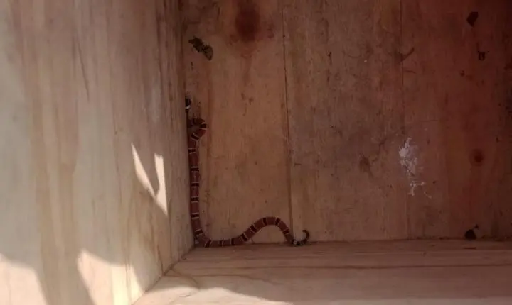 Cobra-coral é capturada em residência na cidade de  São José na Grande Florianópolis. 