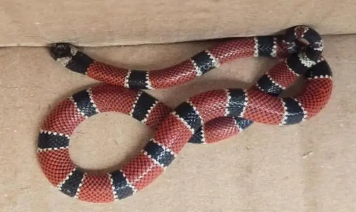 COBRA-CORAL VERDADEIRA É CAPTURADA NO SUL DA ILHA, EM FLORIANÓPOLIS