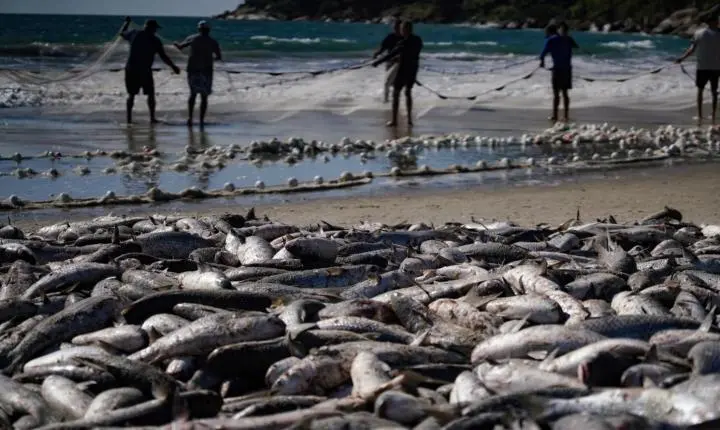 Com limite maior de captura, safra da tainha 2026 começa nesta sexta e reforça tradição da pesca artesanal no Litoral catarinense