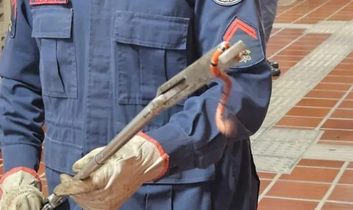 CORPO DE BOMBEIROS CAPTURA COBRA-CORAL VERDADEIRA EM UNIVERSIDADE DE BIGUAÇU EM SC