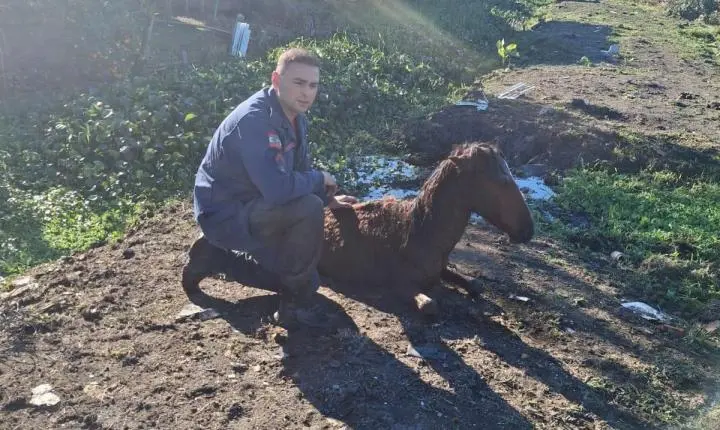 CORPO DE BOMBEIROS MILITAR RESGATA CAVALO ATOLADO EM ÁREA DE BANHADO EM FLORIANÓPOLIS