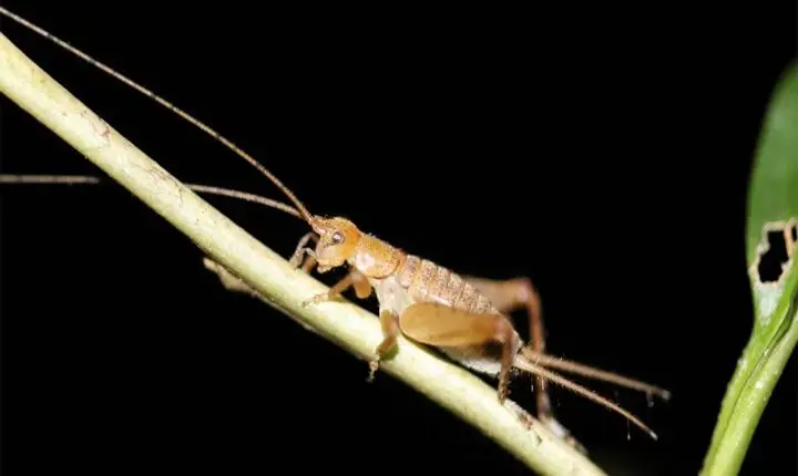 Do “cri-cri” ao silêncio: como a comunicação dos grilos mudou ao longo da evolução
