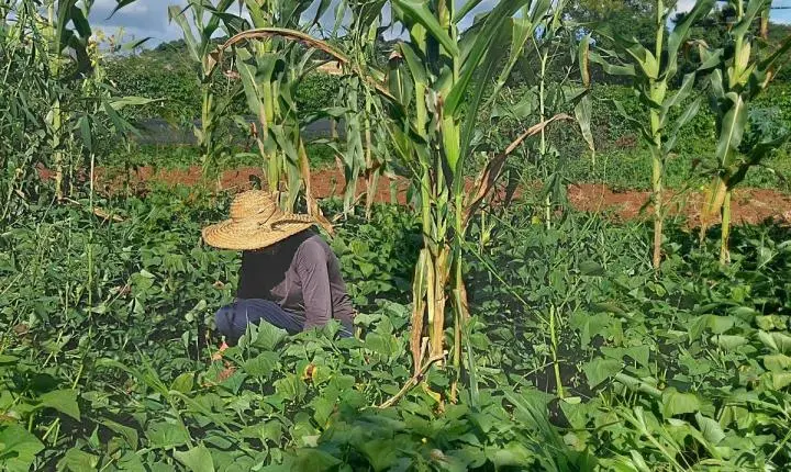 Em convênio com o MDA, Projeto Saber Cultivar fortalece a agroecologia na agricultura familiar
