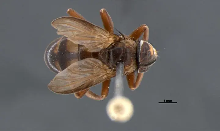 Essa estranha mosca se esconde em ninhos com um milhão de vespas gigantes
