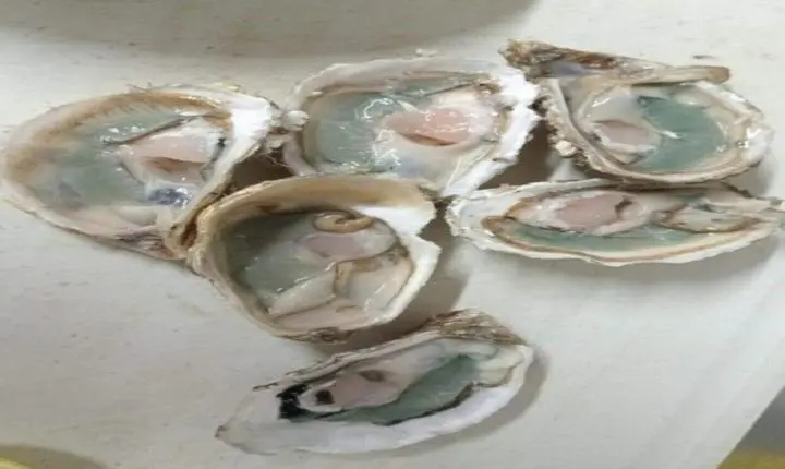 Fenômeno raro deixa ostras esverdeadas e mais saborosas; pesquisadores da UFSC explicam
