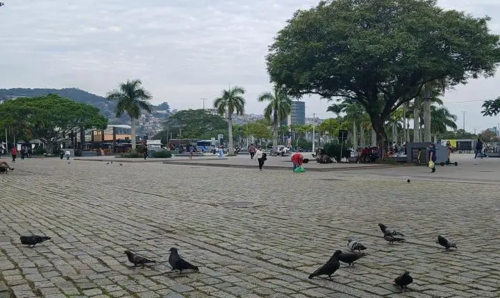 Florianópolis distribui mudas nativas em três pontos da cidade em alusão ao Dia da Árvore