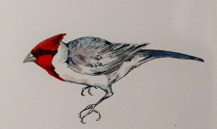 Fotógrafo e artista visual Ricardo Barcellos expõe videoinstalação no Centro Cultural Veras, em Florianópolis