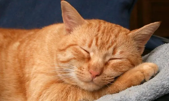 Fungo transmitido pelo arranhão do gato doméstico está presente em animais selvagens, mostra estudo