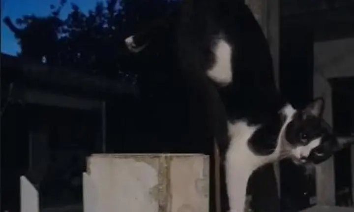 Gato foi resgatado na Palhoça em SC