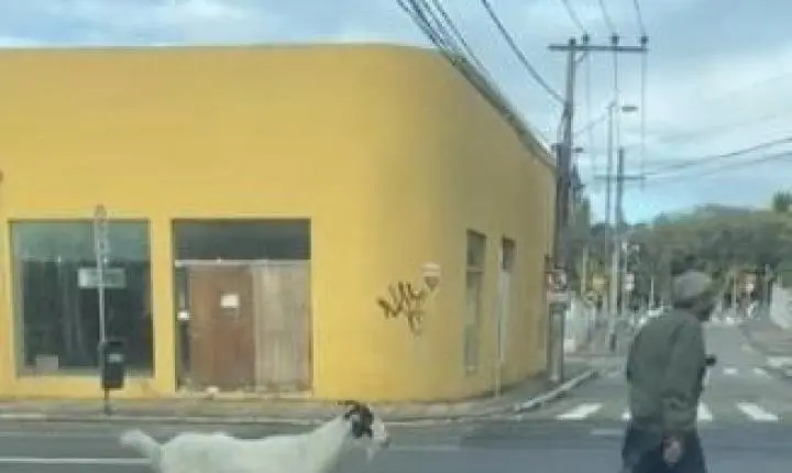 Homem e seu animal de estimação no centro de Florianópolis