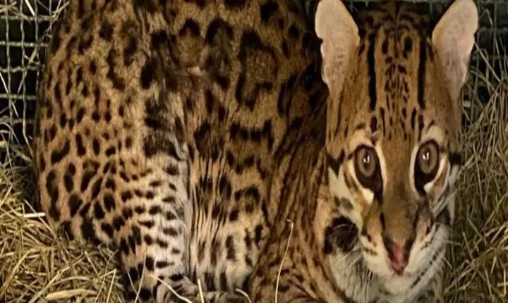 Jaguatirica é devolvida à natureza após recuperação no Cetas de Juiz de Fora (MG)