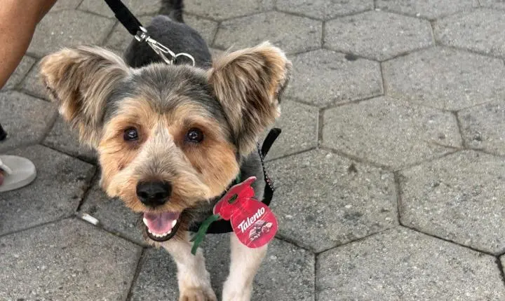 No mês alusivo ao combate à crueldade contra os animais, Santa Catarina destaca ações que contribuem para a efetividade da política de bem-estar animal no estado