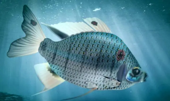 Peixe fóssil achado em Alagoas traz novas pistas sobre evolução da biodiversidade