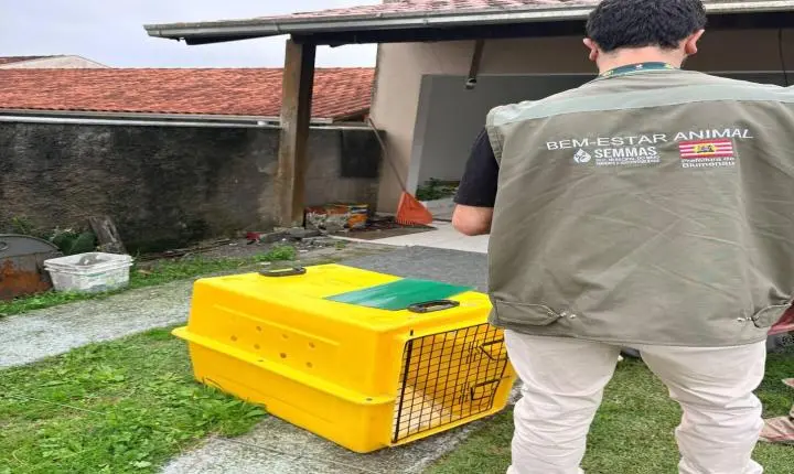 Polícia Civil e SEMMAS cumprem mandado e apreendem pitbulls que mataram cão comunitário