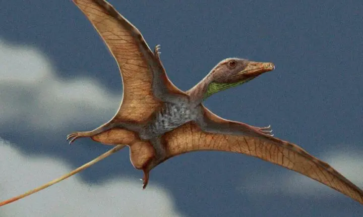 Pterossauros inovaram simultaneamente cérebro e corpo para voar