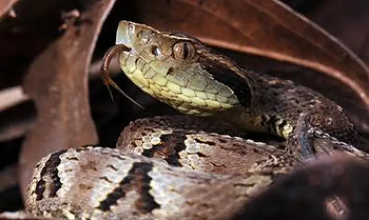 Startup desenvolve kit teste rápido para identificar picada de cobra