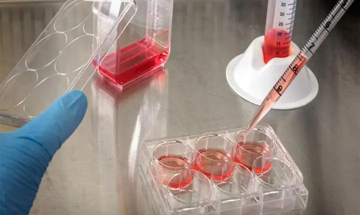 Terapia experimental com células-tronco do nariz pode ser caminho para tratar lesão na medula